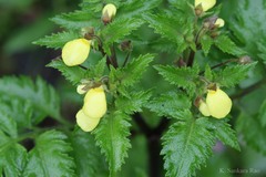 Calceolaria gracilis